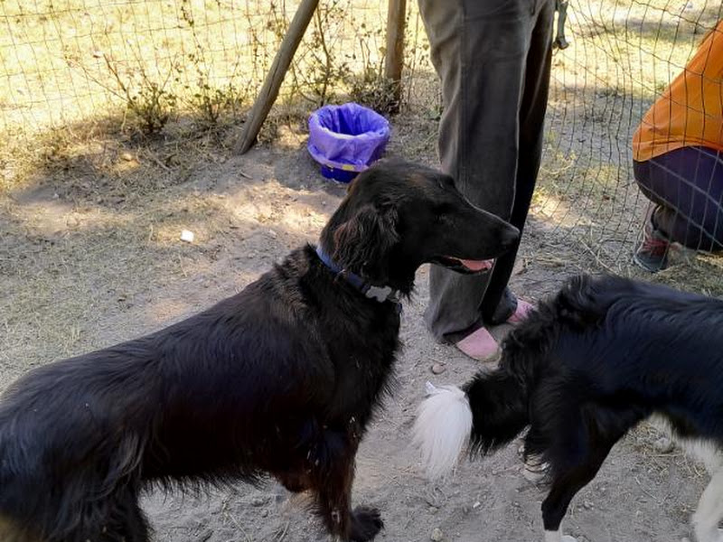 Creche Canina Barreiro